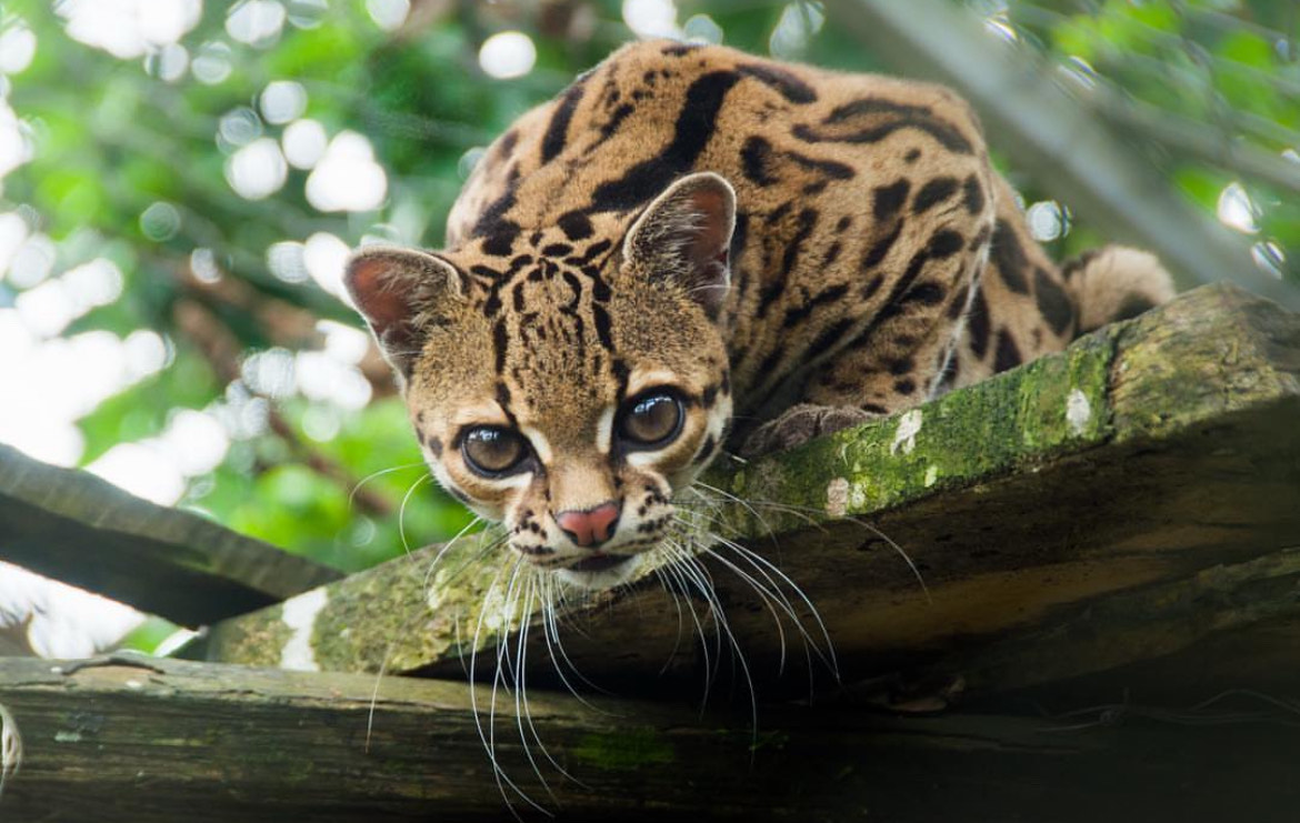 Zoo Tarqui